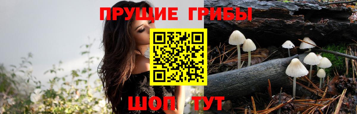 Псилоцибиновые грибы Psilocybine cubensis  Вход с VPN  Кинель  Псилоцибиновые грибы Psilocybe 
